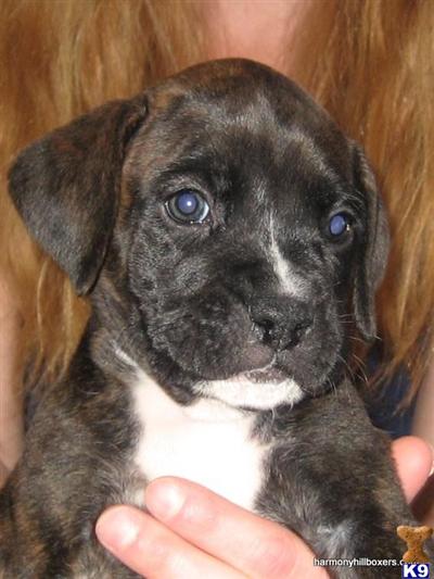 Boxer Puppies for Sale